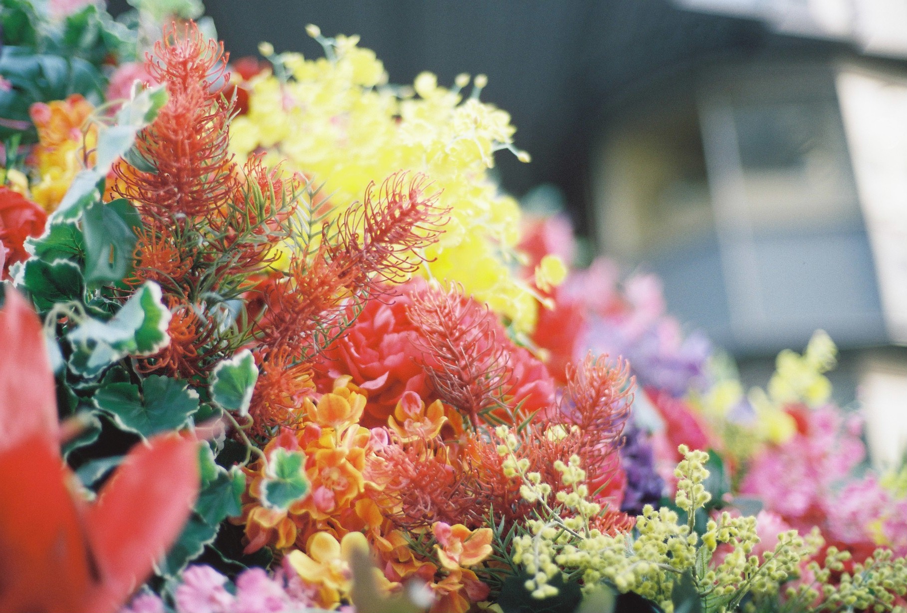 コニカ HEXARで花を撮影した写真