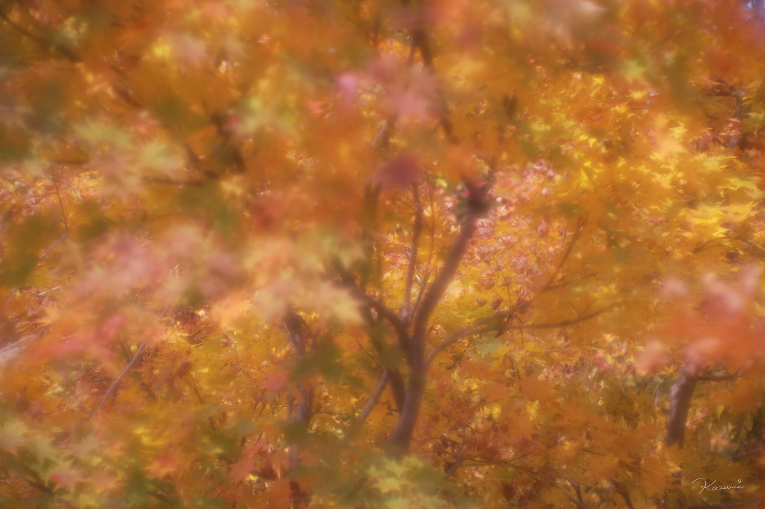 Photo by Kazumi