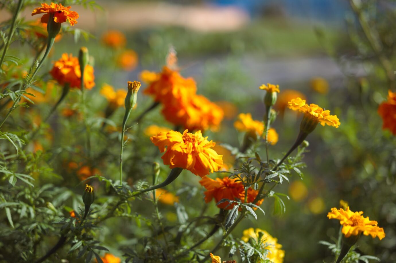 Leica M-E 作例