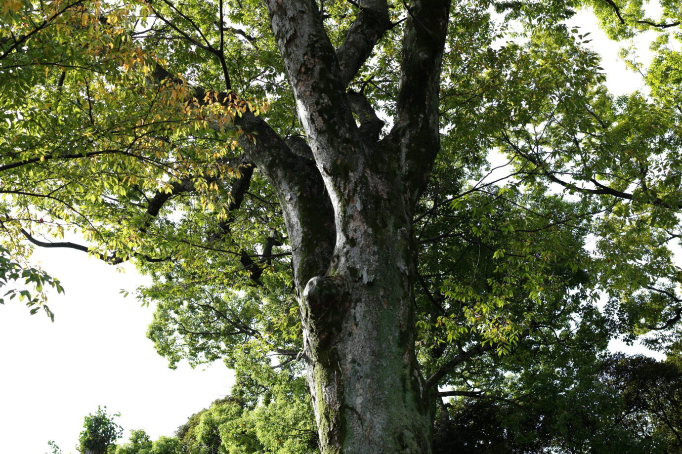Leica M-E 作例