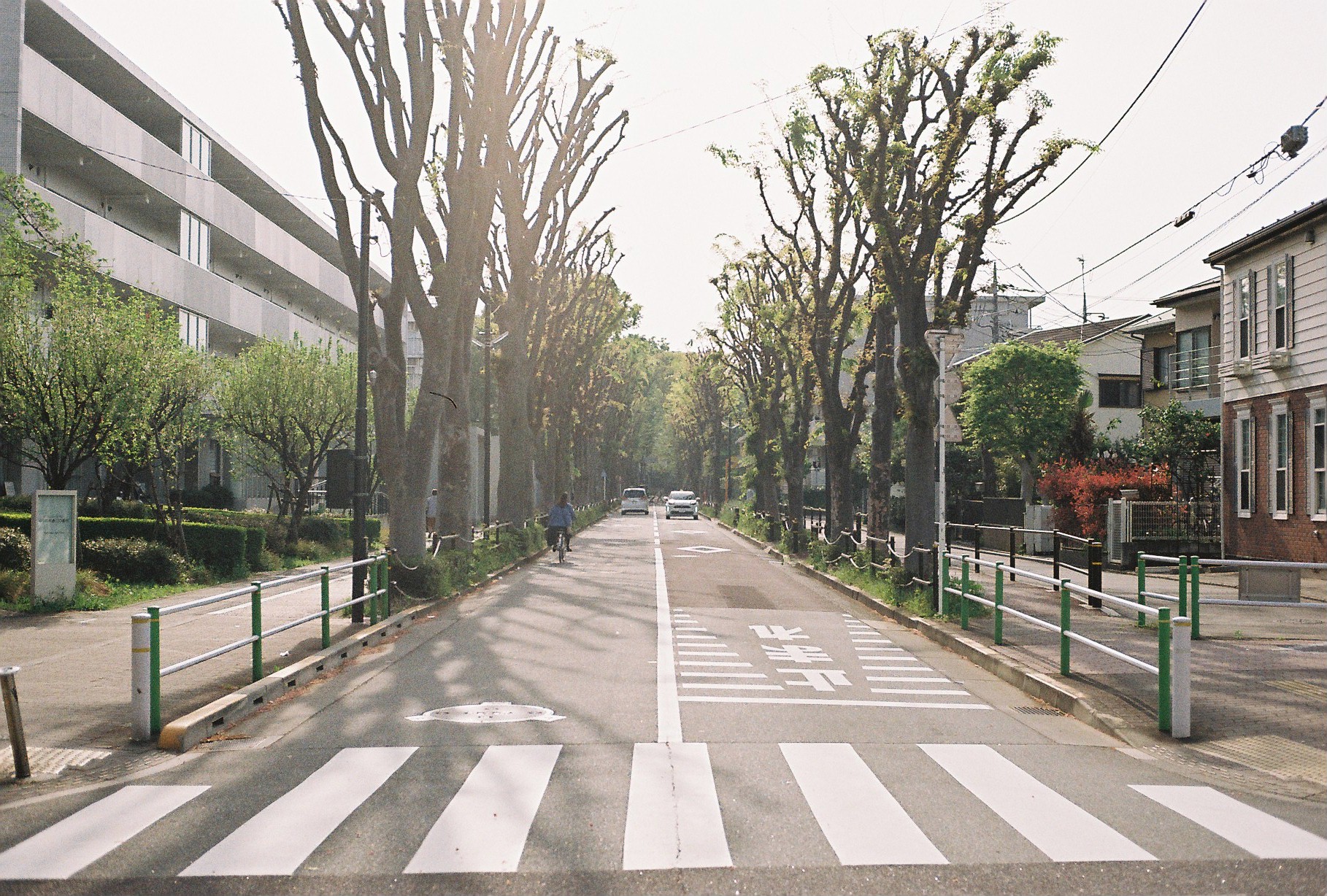 contax Aria 作例