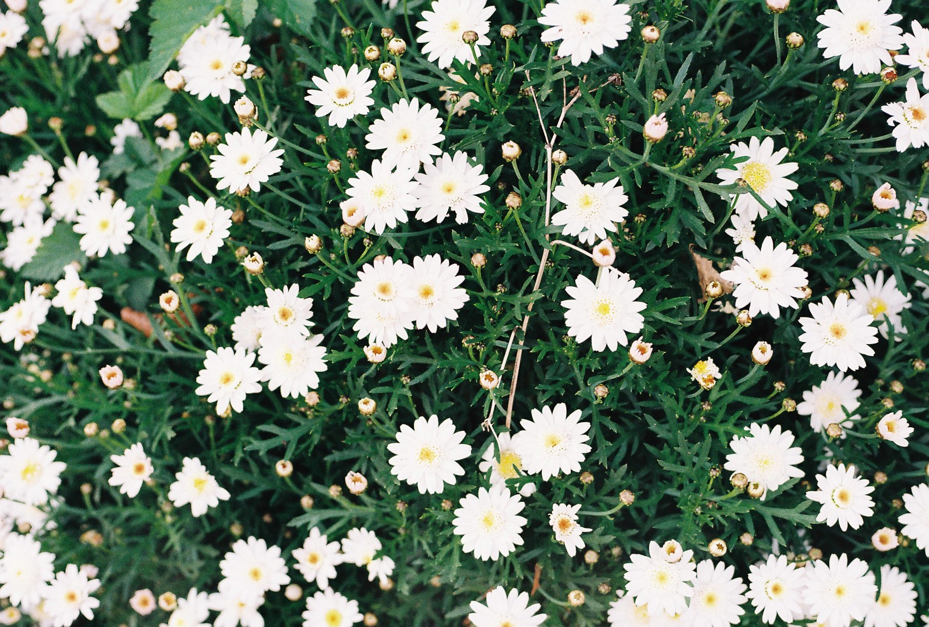 contax Aria 作例