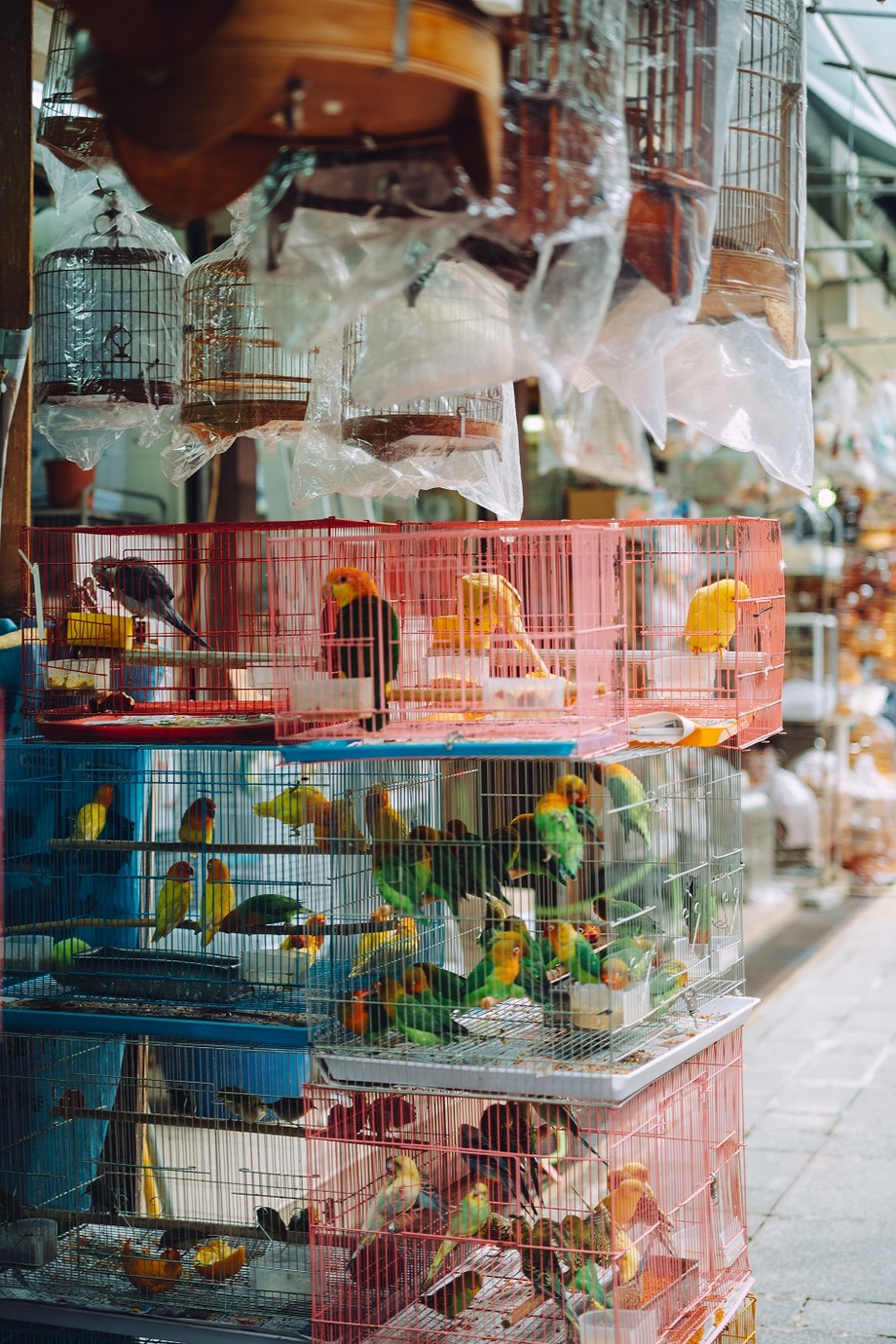 Leica M10-Pとアポ・ズミクロン M f2/50mm ASPH.を使用して香港の鶏販売店でカゴに入った鶏を撮影した写真