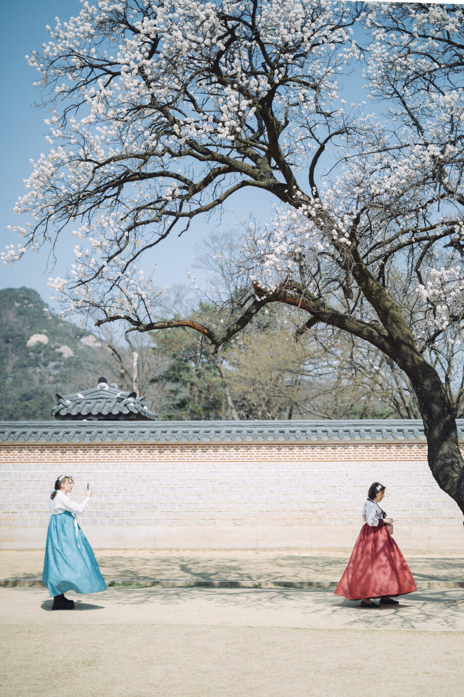 ライカM10-Pとアポ・ズミクロンM f2/50mmで韓国・景福宮の桜の下でチマチョゴリを着た女性を撮影した写真