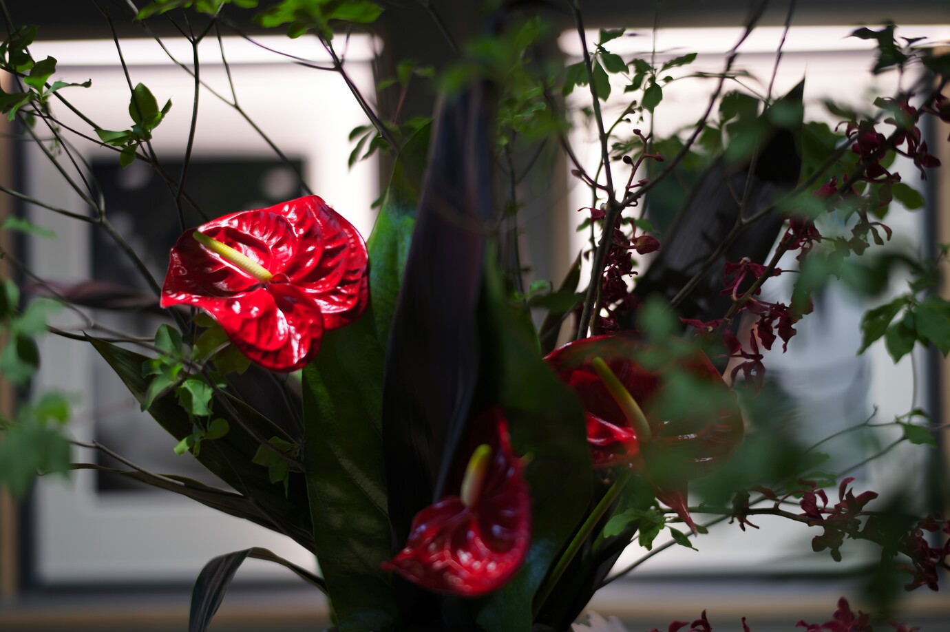 M11にズミルックス50mm F1.4を装着して花を撮影した写真