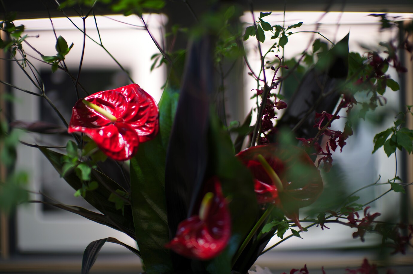 M11にノクティルックス50mm F0.95を装着して花を撮影した写真